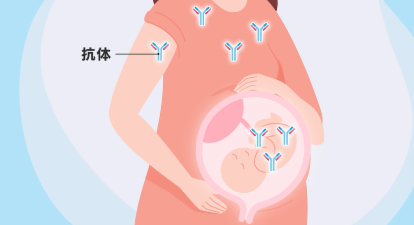 RSウィルス、百日咳に対する母子免疫ワクチン